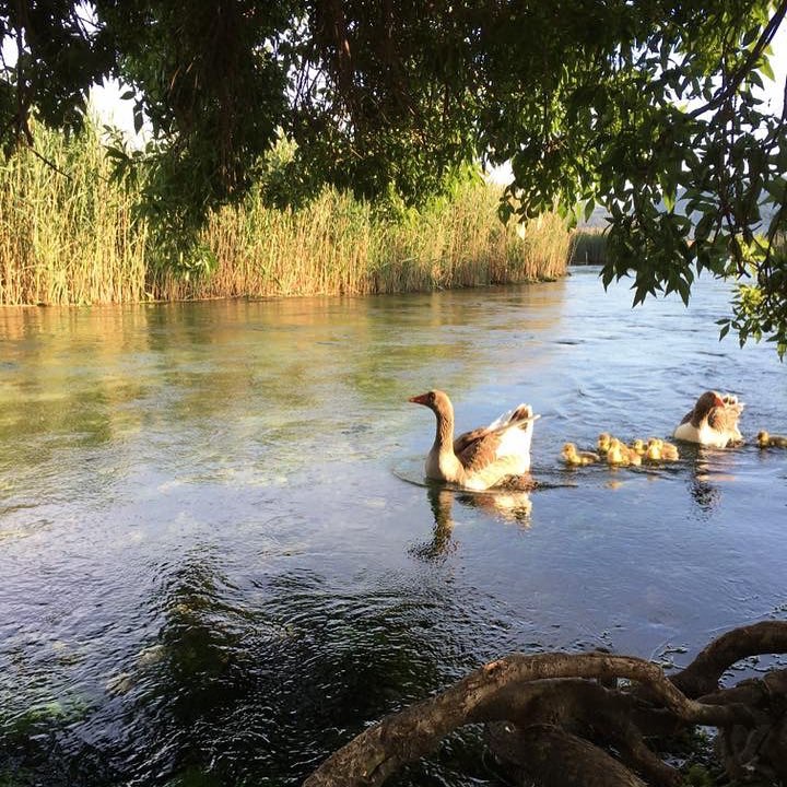 Akyaka (Azmak Nehri) - Mekan kapak görseli